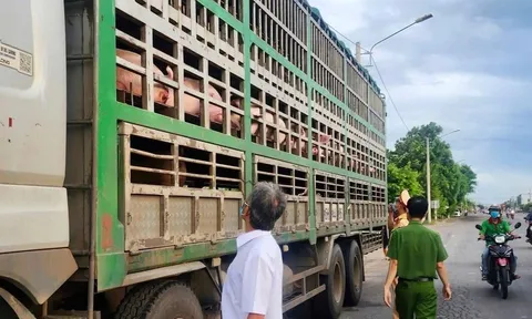 Kinh hoàng: 54 con lợn nhiễm dịch tả châu Phi suýt trót lọt vào miền Nam