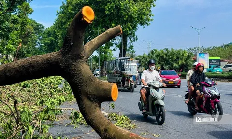 Hà Nội: Cây xanh gãy đổ vẫn ngổn ngang trên đường phố