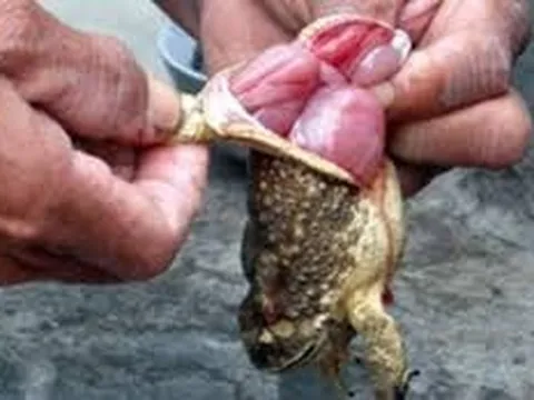 Ăn thịt cóc, hai anh em ruột ở Đắk Lắk bị ngộ độc