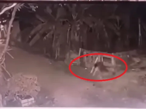 Clip: Khoảnh khắc đau lòng bé gái 5 tuổi ở Vĩnh Phúc bị chó cắn tử vong