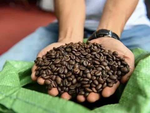 Giá cà phê cao chưa từng thấy