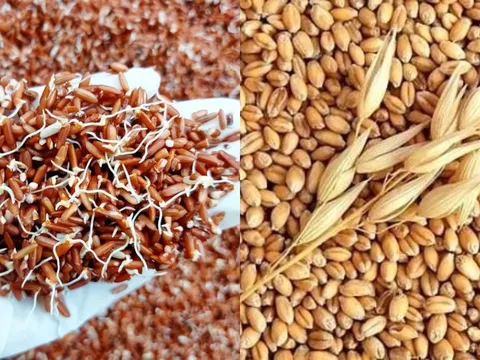 3 loại thực phẩm bổ ngang nhâm sâm tổ yến khi nảy mầm, đừng vứt đi phí hoài