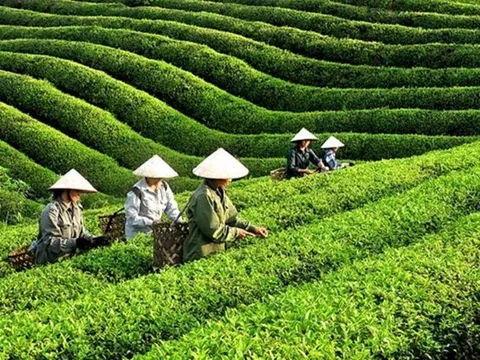 Tổng Công ty Chè Nghệ An gây chú ý khi có động thái này