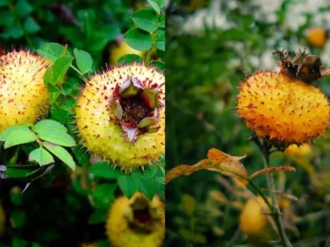 Loại quả được ví như 'thần dược', 'kẻ thù' của ung thư, lạ mà quen