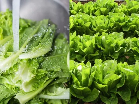 Rau mọc đầy vườn, chỉ vài nghìn nhưng có thể thay đổi sức khỏe của bạn