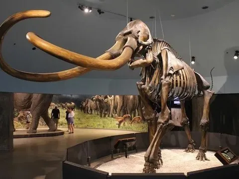 Câu chuyện bí hiểm về những thợ "đào xác động vật cổ đại": Khắc nghiệt từ băng giá