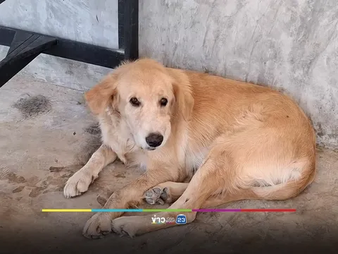 Chó cưng tha vật thể lạ về nhà, cả gia đình “khóc thét” khi nhận ra sự thật chết người