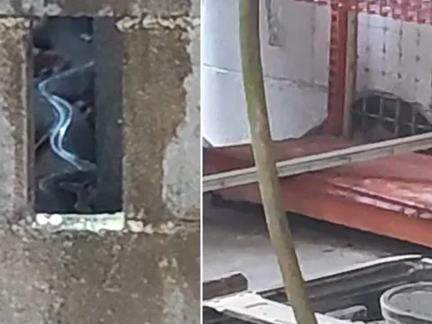 Thanh niên suýt ngất khi thấy “rắn hổ mang chúa” dài hơn 5m bò vào nhà