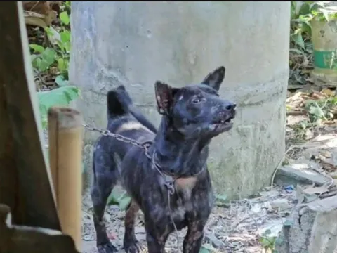 Ông lão chăm chú chó từ nhỏ, không ngờ bị chính thú cưng trả oán