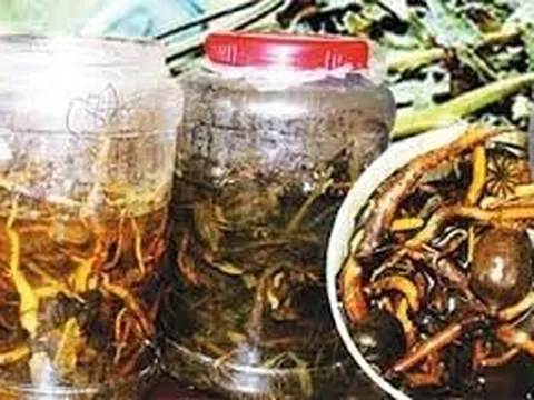 Uống rượu ngâm cây rừng, 1 người tử vong, 4 người nhập viện sức khoẻ ra sao?