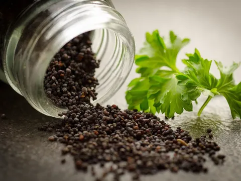 Kiểm soát nhập khẩu thuốc Spravato và hạt cây có chứa chất ma túy