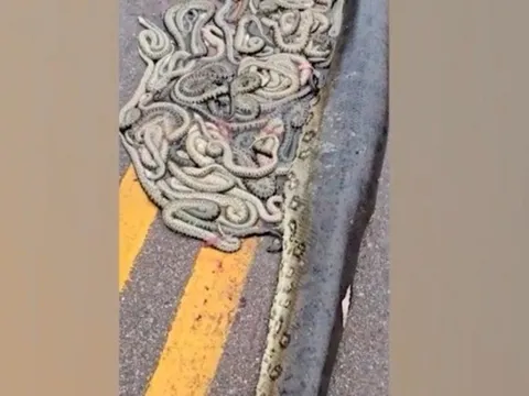 Clip: Lạnh người khoảnh khắc trăn "khủng" mang thai bị xe tải cán trúng, hàng chục con non rơi ra ngoài