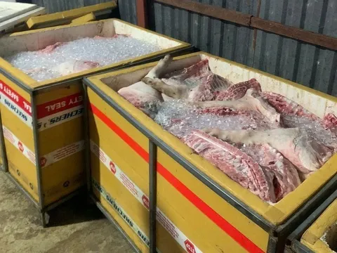 Rùng mình hàng tấn thịt lợn thối vận chuyển từ Hà Nội vào TPHCM để chế biến làm thực phẩm