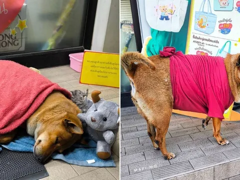 Cảm động hình ảnh chú chó kiên nhẫn chờ chủ đã mất, được ví như "Hachiko của Korat"