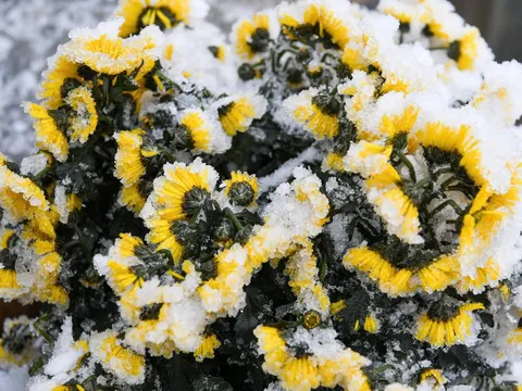 Dự báo thời tiết 28/1/2025: Trời rét đậm, có nơi dưới 2 độ C