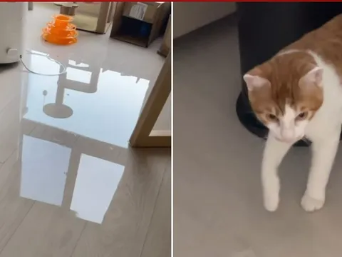 Clip: Mèo cưng hành động vô tình khiến chủ nhân chìm trong "thảm họa"