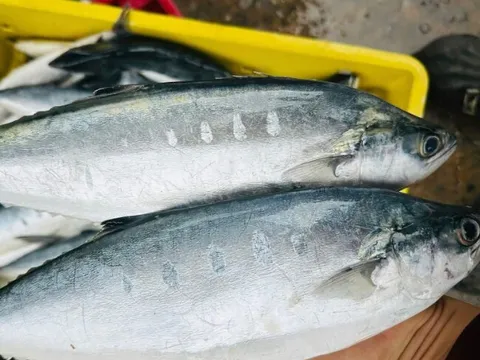 Cá từng cho không ai lấy, nay được săn lùng như đặc sản, giá 140.000 đồng/kg