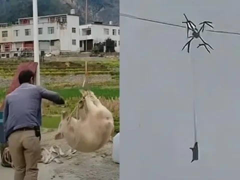 Dùng drone chở lợn xuống núi, một cú vướng dây khiến cả làng tối om suốt 10 giờ