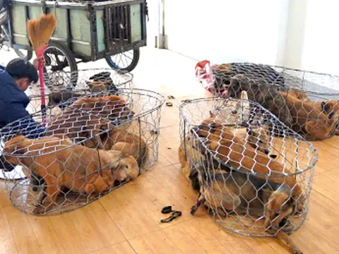 Nhóm trộm hơn 5.200 con chó ở Gia Lai: Liều lĩnh phá cổng, uy hiếp chủ nhà khi bị phát hiện