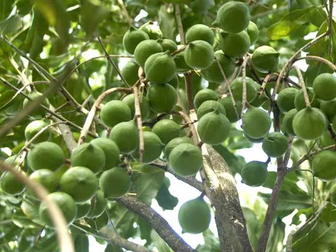 “Nữ hoàng các loại hạt” béo ngậy, đắt đỏ bậc nhất thế giới nay trồng nhiều ở Việt Nam: Ăn một nắm mỗi ngày, ví như “vàng trắng” cho sức khỏe