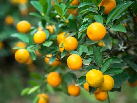 Sau Tết, 2 món tuyệt đối không nên tận dụng nếu không muốn rước họa