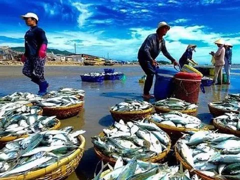 “Mỏ vàng đại dương” giúp Việt Nam thu tiền tỷ đầu năm, châu Á – Nam Mỹ liên tục đặt hàng