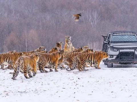 Hơn 200 con hổ trong vườn thú phải ... ăn kiêng sau Tết, ban quản lý nghiêm cấm du khách làm một việc