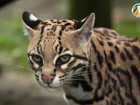 Bắt gặp “bóng ma rừng sâu” tại Vườn quốc gia Pù Mát