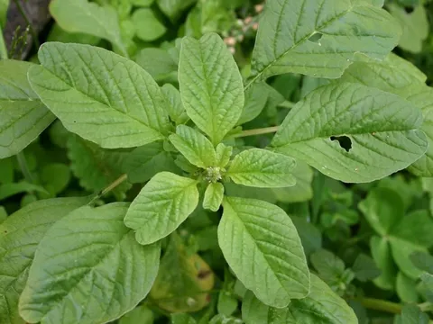 Từng mọc đầy bờ ruộng, ven vườn nay muốn ăn phải đi chợ từ tinh mơ, dân phố tranh nhau mua