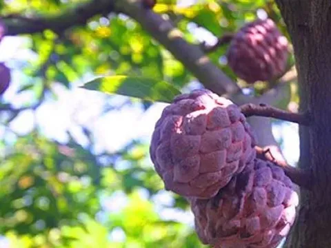 Loại quả đứng top 2 thực phẩm bổ dưỡng nhất: Ở Việt Nam có giống màu tím từng gây “sốt” vài trăm nghìn/kg