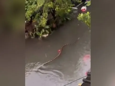 "Thứ đáng sợ" bên dưới mặt nước, xuất hiện sau trận mưa lớn khiến người dân kinh hãi