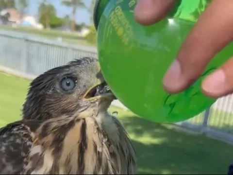 Thanh niên 25 tuổi vướng vòng lao lý chỉ vì mớm rượu cho chim