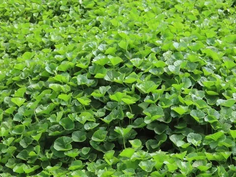 6 loại rau rẻ tiền bán đầy ngoài chợ, giúp da sáng lên thấy rõ sau 1 tháng