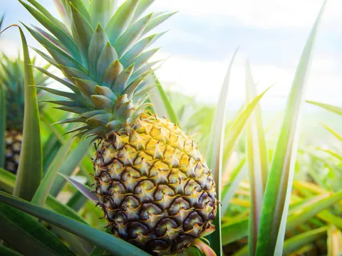 “Siêu trái cây” không đắt đỏ: Việt Nam có loại quả bổ dưỡng, ai cũng mua được