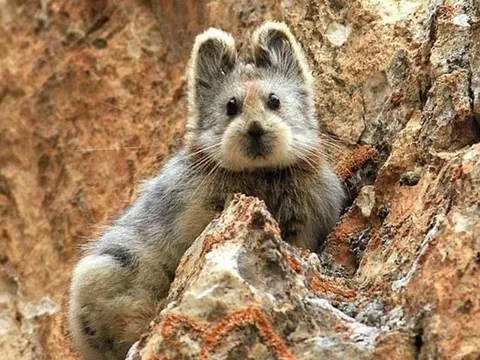 Tận mục loài "hóa thạch sống" quý hiếm, tái xuất hiện sau 20 năm