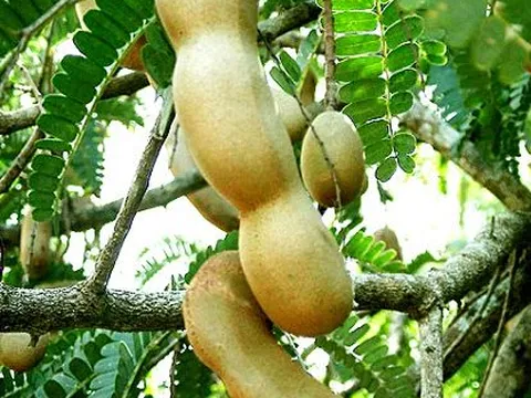 Thứ quả chua "rẻ tiền" bán đầy chợ Việt tưởng chỉ để ăn vặt, hóa ra là “thuốc quý”: Bổ gan, tốt tim mạch, hỗ trợ giảm cân