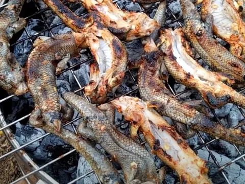 Con vật nhỏ xíu ở miền Tây, nhiều người thấy là "khóc thét" nhưng lên bàn nhậu lại "cháy hàng"