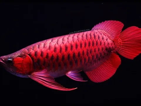 Chỉ vì một phút cẩu thả, shipper mất trắng 41 triệu đồng và đối mặt án tù vì... một con cá