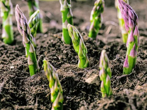 Loại rau được ví là “vua của các loại rau”, bán đầy chợ Việt nhưng nhiều người chưa biết hết công dụng