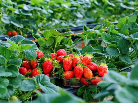 Trái cây màu đỏ “nhỏ nhưng có võ” được người Việt mê mẩn lọt top 20 tốt nhất cho sức khỏe: 100g chỉ 32 calo, giàu vitamin C