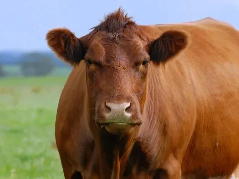 Con bò đực bụng phình to bất thường, bác sĩ sốc khi mổ ra "thứ đáng sợ", nặng tới 50kg