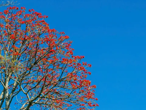 Mê mẩn sắc hoa vông nem đỏ rực trên núi Bà Đen, dân mê du lịch rủ nhau đi "săn ảnh"