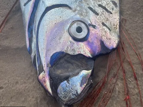 Phát hiện 2 sinh vật biển khổng lồ mang tên "tận thế" quẫy trên cát, nhiều người hoảng hốt: Chuyện gì đang xảy ra?