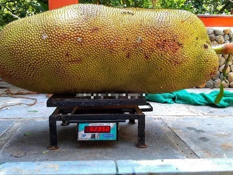 Ra vườn kiểm tra, người nông dân "suýt ngất" khi thấy vật thể khổng lồ treo lủng lẳng trên cây mít