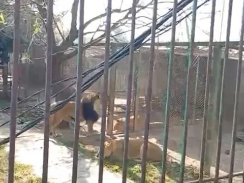 Đột nhập khu bảo tồn thả 6 con sư tử, người đàn ông nhận cái kết, sự thật kinh hãi đằng sau đoạn clip