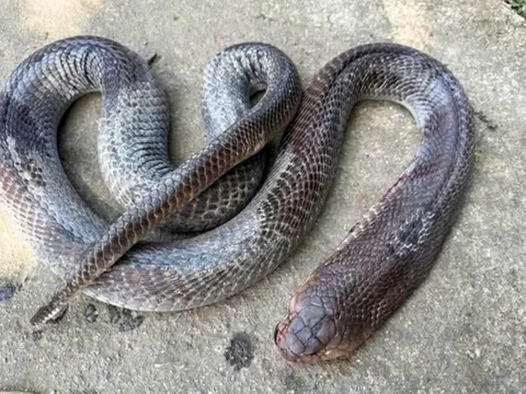 Kinh hãi cảnh cụ ông 79 tuổi cụt hai tay, kẹp rắn hổ mang “khủng” đi giữa đường