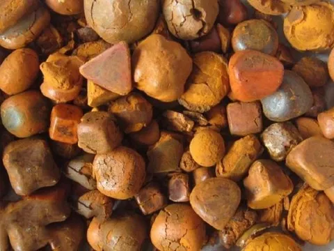 “Vàng của Đông y” đắt đỏ bậc nhất thế giới, giá tới gần 7 tỷ đồng/kg, là thứ cực hiếm nằm trong túi mật của loài vật ăn cỏ quen thuộc