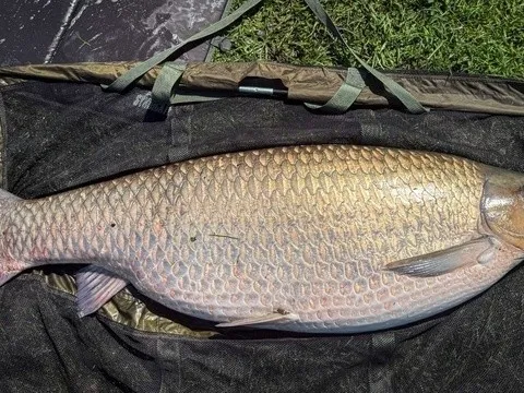 Khoảnh khắc cần thủ đối đầu với "thủy quái" 34kg, giới câu cá bàng hoàng