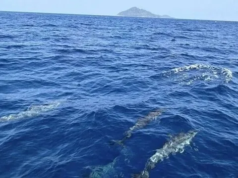 120 sinh vật quý hiếm "dàn trận" trên mặt biển, chuyên gia nín thở trước hiện tượng nghìn năm có một