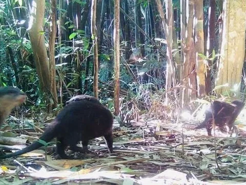 Hệ thống bẫy ảnh phát hiện 2 loài động vật quý hiếm mới xuất hiện ở núi rừng Quảng Ngãi